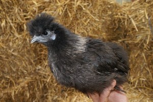 poule de soie noire